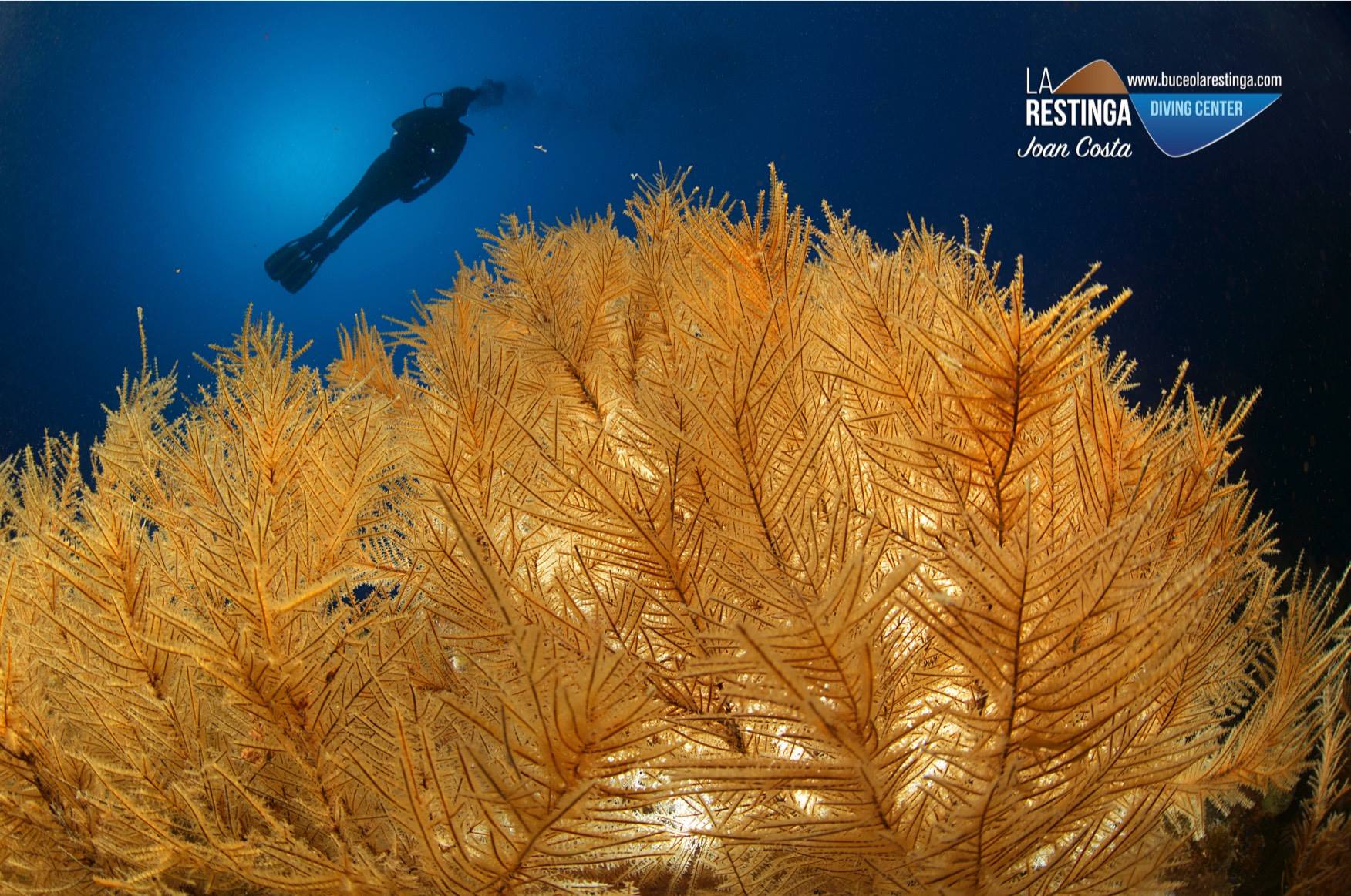 Coral negro con buceador